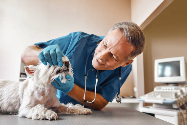 Best Emergency Tooth Extraction in Ddanelle, AR